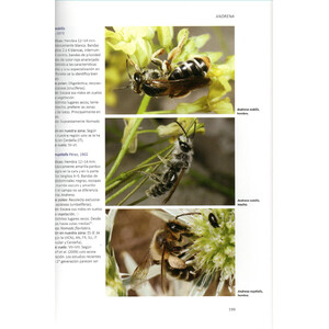 ABEJAS SALVAJES DE EUROPA. BIOLOGÍA, DINÁMICA DE HÁBITATS Y PELIGROS 4