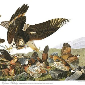 JOHN JAMES AUDUBON. THE BIRDS OF AMERICA 2