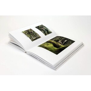 L'OISEAU FORÊT 4