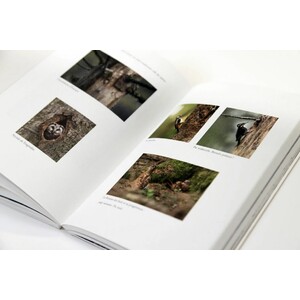 L'OISEAU FORÊT 5
