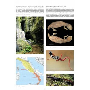SALAMANDERS &AMP; NEWTS OF THE WORLD 3