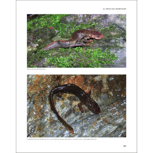 EL TRITÓ DEL MONTSENY I ELS AMFIBIS I RÈPTILS DEL PARC NATURAL I LA RESERVA DE LA BIOSFERA DEL MONTSENY 3