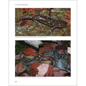 EL TRITÓ DEL MONTSENY I ELS AMFIBIS I RÈPTILS DEL PARC NATURAL I LA RESERVA DE LA BIOSFERA DEL MONTSENY 5