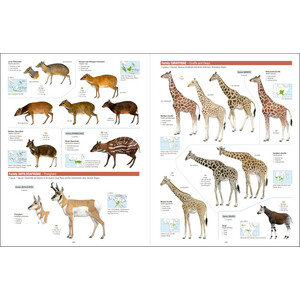 ALL THE MAMMALS OF THE WORLD 3