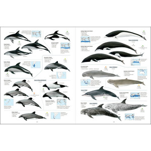 ALL THE MAMMALS OF THE WORLD 4
