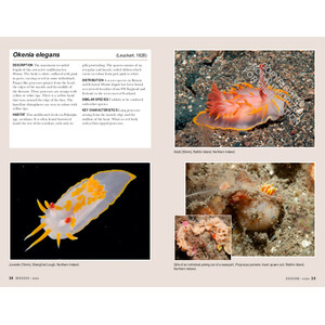 NUDIBRANCHS OF BRITAIN, IRELAND AND NORTHWEST EUROPE 3