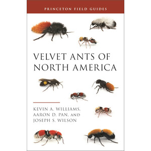 VELVET ANTS OF NORTH AMERICA