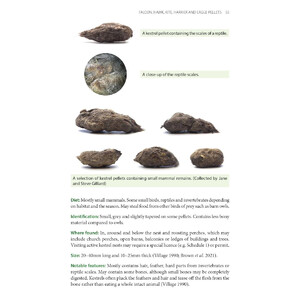 BIRD PELLETS. A COMPLETE PHOTOGRAPHIC GUIDE 4