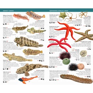 125 ANIMALES Y ALGAS LITORALES DEL MEDITERRÁNEO DE ESPAÑA QUE HAY QUE CONOCER. MINIGUÍA DE CAMPO_1