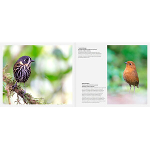 PORTFOLIO 1- FOTOGRAFÍAS E HISTORIAS DE AVES EXTRAORDINARIAS_1