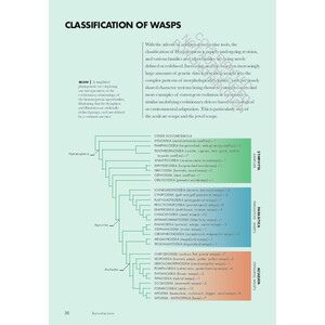 WASPS OF THE WORLD. A GUIDE TO EVERY FAMILY 3