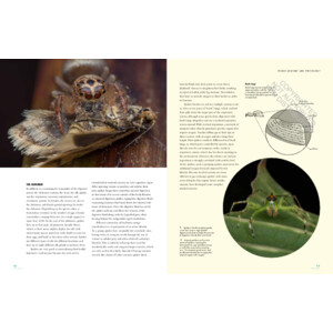 THE LIVES OF SPIDERS: A NATURAL HISTORY OF THE WORLD'S SPIDERS_1