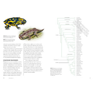 FROGS OF THE WORLD. A GUIDE TO EVERY FAMILY_1