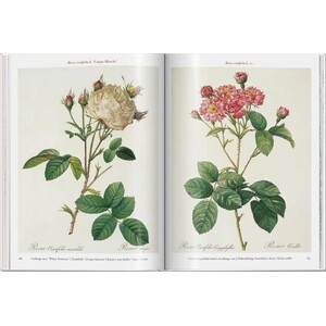 ROSES 4