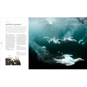 THE SCIENCE OF THE OCEAN. THE SECRETS OF THE SEAS REVEALED 4