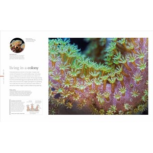 THE SCIENCE OF THE OCEAN. THE SECRETS OF THE SEAS REVEALED 5
