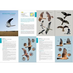 GUÍA DE CAMPO PARA LA IDENTIFICACIÓN DE LAS AVES RAPACES DIURNAS IBÉRICAS. 2A EDICIÓN_1