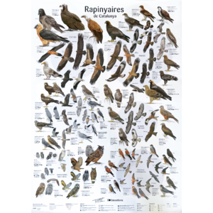 PÒSTER RAPINYAIRES DE CATALUNYA