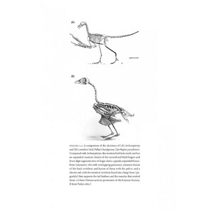 HOW BIRDS EVOLVE. WHAT SCIENCE REVEALS ABOUT THEIR ORIGIN, LIVES &AMP; DIVERSITY 3