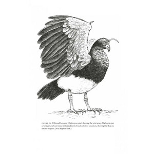HOW BIRDS EVOLVE. WHAT SCIENCE REVEALS ABOUT THEIR ORIGIN, LIVES &AMP; DIVERSITY 4