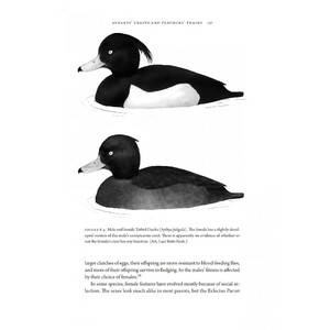 HOW BIRDS EVOLVE. WHAT SCIENCE REVEALS ABOUT THEIR ORIGIN, LIVES &AMP; DIVERSITY 5