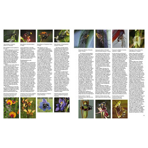 A COMPLETE GUIDE TO NATIVE ORCHIDS OF AUSTRALIA 3