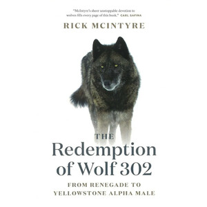 THE REDEMPTION OF WOLF 302. FROM RENEGADE TO YELLOWSTONE ALPHA MALE
