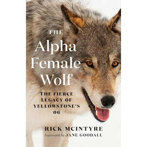 THE ALPHA FEMALE WOLF. THE FIERCE LEGACY OF YELLOWSTONE'S 06