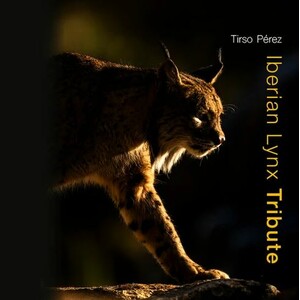 IBERIAN LYNX TRIBUTE