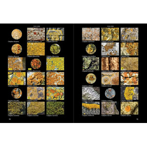 LICHENS OF IRELAND &AMP; GREAT BRITAIN: A VISUAL GUIDE TO THEIR IDENTIFICATION (2 VOLUME SET) 3