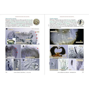 LICHENS OF IRELAND &AMP; GREAT BRITAIN: A VISUAL GUIDE TO THEIR IDENTIFICATION (2 VOLUME SET) 4