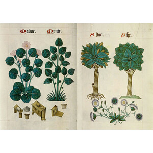 HERBARIA_1