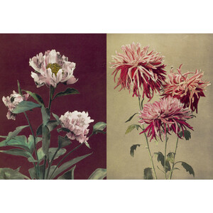 HERBARIA 4