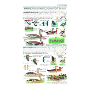 FIELD GUIDE TO THE BIRDS OF NORTH AMERICA 2