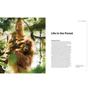 ORANGUTANS. THEIR HISTORY, NATURAL HISTORY AND CONSERVATION 2