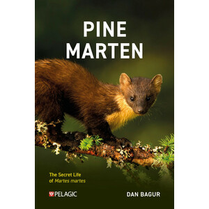 PINE MARTEN. THE SECRET LIFE OF MARTES MARTES