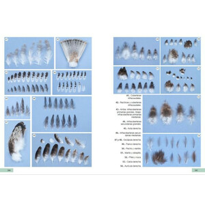 GUÍA DE IDENTIFICACIÓN DE LAS PLUMAS DE LAS RAPACES DIURNAS DE LA PENÍNSULA IBÉRICA, BALEARES Y CANARIAS 2