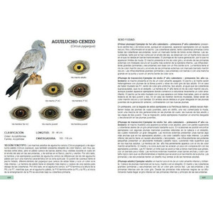 GUÍA DE IDENTIFICACIÓN DE LAS PLUMAS DE LAS RAPACES DIURNAS DE LA PENÍNSULA IBÉRICA, BALEARES Y CANARIAS 6