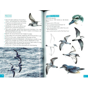 POCKET GUIDE TO BIRDS OF THE ANTARTIC PENINSULA, SOUTH GEORGIA AND THE FALKLAND ISLAND 3