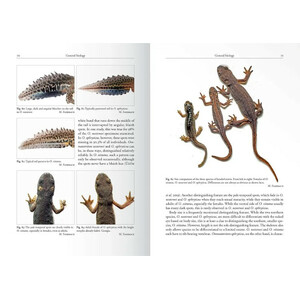 THE GENUS OMMATOTRITON 2
