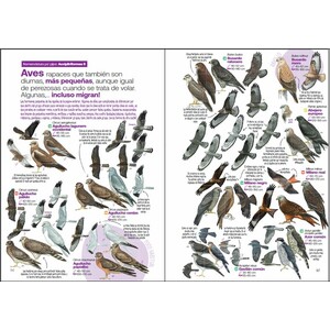 GUÍA DE LAS AVES DESESPERANTES DE ESPAÑA 3