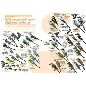 GUÍA DE LAS AVES DESESPERANTES DE ESPAÑA 4