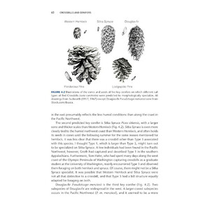 CROSSBILLS &AMP; CONIFERS. ONE MILLION YEARS OF ADAPTATION AND COEVOLUTION 4
