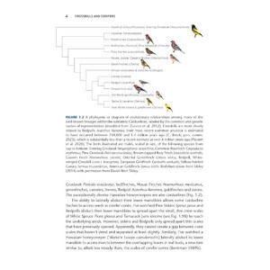 CROSSBILLS &AMP; CONIFERS. ONE MILLION YEARS OF ADAPTATION AND COEVOLUTION 6