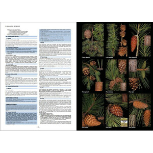 PLANTAS SILVESTRES DE ESPAÑA PENINSULAR. GUÍA FOTOGRÁFICA Y CLAVES PARA SU IDENTIFICACIÓN 4