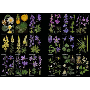 PLANTAS SILVESTRES DE ESPAÑA PENINSULAR. GUÍA FOTOGRÁFICA Y CLAVES PARA SU IDENTIFICACIÓN 5