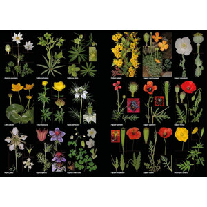 PLANTAS SILVESTRES DE ESPAÑA PENINSULAR. GUÍA FOTOGRÁFICA Y CLAVES PARA SU IDENTIFICACIÓN 6