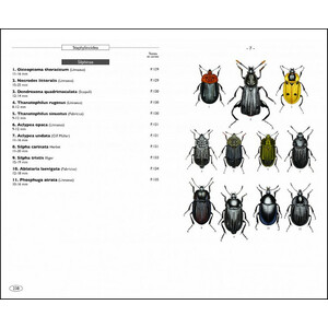 COLÉOPTÈRES D'EUROPE SCARABÉES, HANNETONS, STAPHYLINS. HYDROPHILES VOL. 2 POLYPHAGA 3