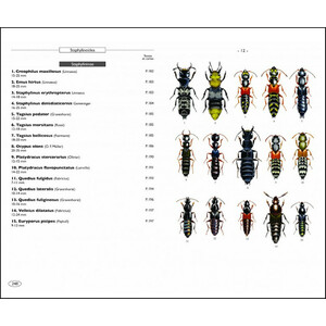 COLÉOPTÈRES D'EUROPE SCARABÉES, HANNETONS, STAPHYLINS. HYDROPHILES VOL. 2 POLYPHAGA 4