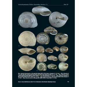 MALACOFAUNA TURCICA 4